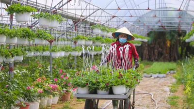 Thủ phủ hoa lớn nhất Đà Nẵng tất bật ngày giáp Tết