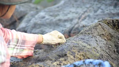 Dân làng chài Nam Ô ngâm mình cạo 'mứt biển' dịp tết