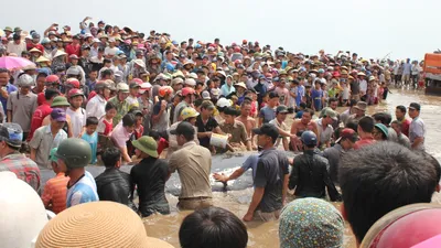 Phát hiện xác con cá voi khoảng 10 tấn trên biển