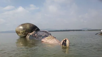 Người dân rưng rưng chờ đưa xác cá voi lên bờ