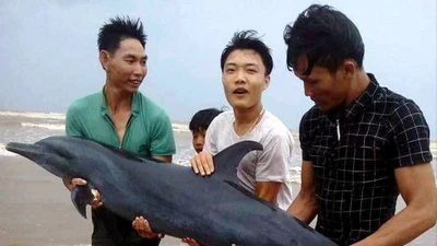 Dân cứu cá heo bị bão số 2 đánh dạt vào bờ