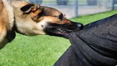 Cháu bé 3 tuổi ngồi chơi bên vệ đường bị chó hoang tấn công vào vùng mặt 