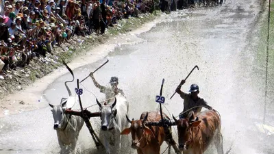 đua bò Bảy Núi (ảnh GIA TUỆ)