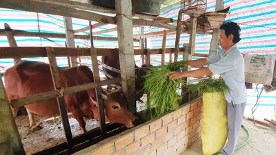 “May mà kịp bỏ nhà chạy tránh bão!”