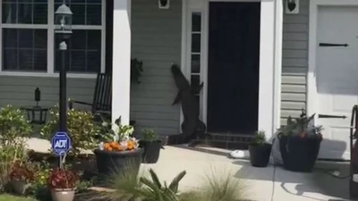 Cá sấu 'bấm chuông' cửa nhà dân