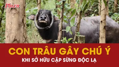 con trâu, cặp sừng, hình dáng