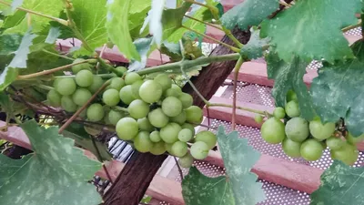 Bất ngờ với những lợi ích sức khỏe khi ăn nho