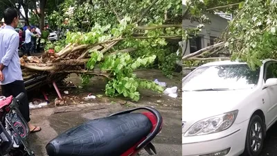 Cây bồ đề lớn bị đổ sập sau trận mưa ngay trung tâm TPHCM