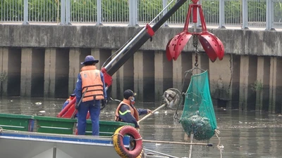 Bất ngờ với lượng cá chết hơn 70 tấn ở kênh Nhiêu Lộc - Thị Nghè