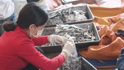 Sở Y tế lấy lại mẫu xét nghiệm vụ cá nục nhiễm phenol