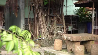 1 cây cổ thụ quấn chặt xe máy hàng chục năm 