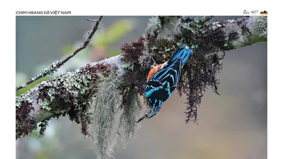 Bức ảnh về loài chim quý hiếm tại Việt Nam đạt giải nhất