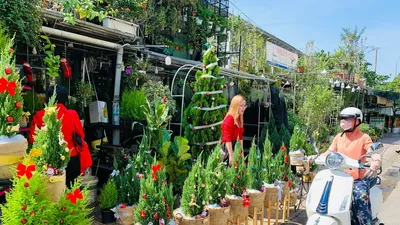 Giá thông tươi tiền triệu vẫn hút người mua mùa Noel