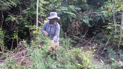 Trồng cần sa cho gà ăn rồi nhân giống bán cho người nghiện