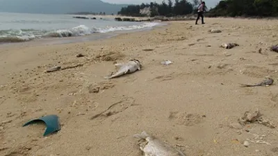 Chiều 30-6 công bố nguyên nhân cá chết bất thường ở miền Trung