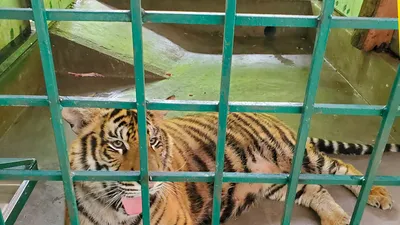 Gây mê, chuyển 7 cá thể hổ ở Quảng Bình sang nơi ở mới