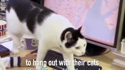 Nhân viên mang mèo đến văn phòng để... đỡ căng thẳng