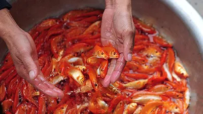 Dự báo giá cá chép sẽ tăng mạnh trước ngày cúng ông Táo