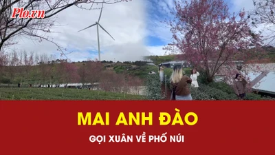 Mai anh đào gọi xuân về phố núi