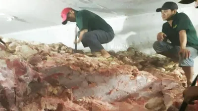 Hơn 30 tấn thịt heo không nguồn gốc suýt ra thị trường