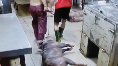 5.000 con heo nghi bị tiêm thuốc an thần trong lò mổ