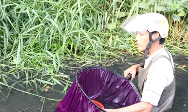 Clip nghề vớt lăng quăng trên những dòng kênh 'chết'