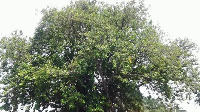 Những ‘cụ’ cây trăm tuổi ở Biên Hòa