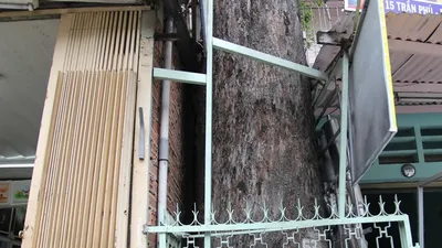 Clip nhà dân 'nuốt chửng' hàng cây dầu cổ thụ ở Sài Gòn