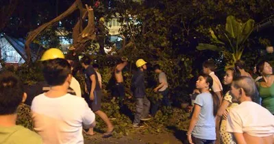 Video: Cây bồ đề đổ sập, 3 anh em thoát chết 