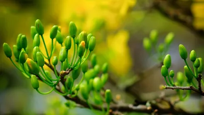 Mẹo hay- Dễ làm: Bí quyết chọn mai đẹp, nở đúng tết