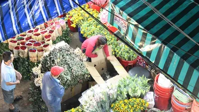 Trước ngày 8-3, chợ hoa Hồ Thị Kỷ có gì hấp dẫn?