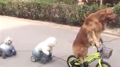 Ngộ nghĩnh: Chó đạp xe chở bạn đi chơi