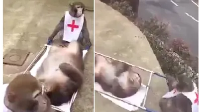 Cười lăn lộn với clip khỉ làm nhân viên cứu thương 