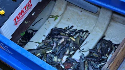 Thả cá phóng sinh lễ Vu Lan: Người thả... kẻ chờ vớt