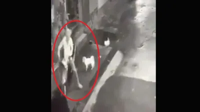 2 chú chó siêu cute, rượt tên trộm chạy té khói