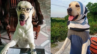 Dân mạng 'phát sốt' với chú chó hiểu được tiếng người