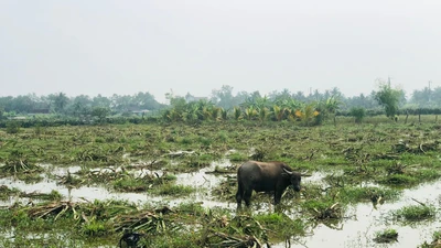 Long An: Hàng ngàn hecta thanh long bị chặt và bỏ hoang