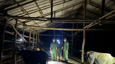 Biên phòng bắt giữ thanh niên đưa 5 con bò nhập lậu từ Campuchia vào Việt Nam