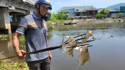 Mở cống ngăn mặn, người dân ở Long An tranh nhau bắt cá