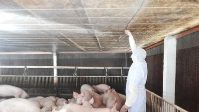 Nhiều ổ bệnh dịch tả lợn châu Phi xuất hiện ở Tây Ninh