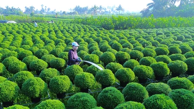 Cận Tết Bính Ngọ 2026, Làng hoa Chợ Lách rộn ràng vào mùa