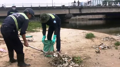 Cá chết nổi trắng cửa sông trôi ra biển ở Đà Nẵng
