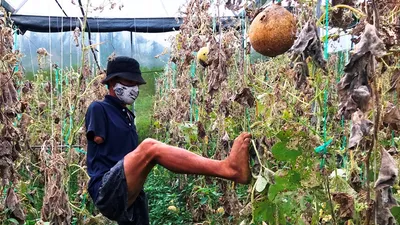 Anh nông dân cụt 2 tay trồng dưa lưới trắng tay vì COVID-19