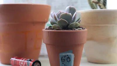 Nhiều người thích thú đi đổi pin lấy cây xanh