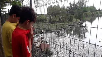 TP.HCM: Cá trong ao chết hàng loạt không rõ nguyên nhân 