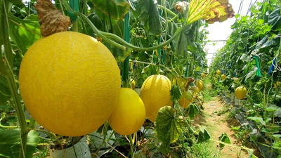 Trồng dưa lưới cho thu nhập khủng tại Ninh Thuận