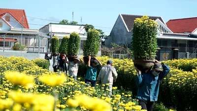 'Thủ phủ' hoa cúc ở Khánh Hòa nhộn nhịp bán Tết