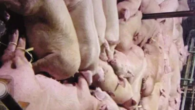 Tiêu hủy, xử lý mạnh cơ sở tiêm thuốc an thần cho heo