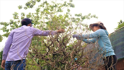 Làng mai Thủ Đức rộn ràng chăm sóc mai tết 
