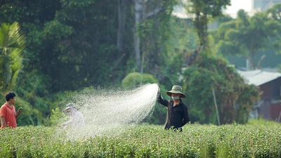 Trồng hoa tết: Người vui, kẻ buồn